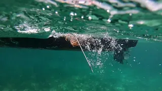 Lobster Season 2018 Abaco Bahamas