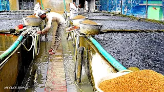 Home Aquaculture – Farming Fish in Concrete Cement Tanks in your Backyard