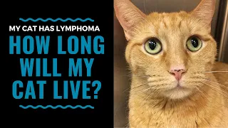 Prognosis and Life Expectancy for Feline Lymphoma: Vlog 99