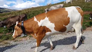 Mucche tornano alla stalla per la mungitura
