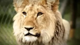 Christian The Lion