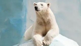 الدب القطبي | سيد الشمال