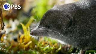 Tiny Water Shrews Are the "Cheetahs of the Wetlands"