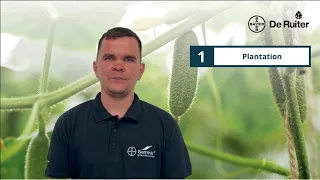 Jak powstają nasiona ogórka? Etap I - Sadzenie 🌱🥒