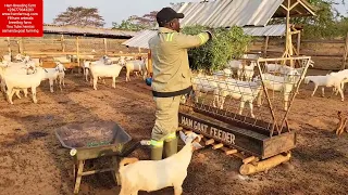 How to feed hay bales of alfa alfa (how to feed dry grass to animals )