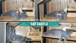 Pet vlog|2 British Shorthair Kittens live in a luxury customized 3-storey cat house with toys [4K]