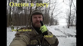 Олени в лесу. Коп по войне. Metal detecting WW2.