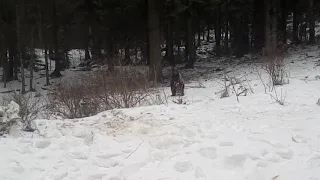 Smeđi medvjed na Sjevernom Velebitu - Brown bear in Northern Velebit