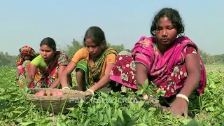 আলু চাষ | Potato Cultivation in Bangladesh