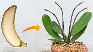 Do this with your orchid, Roots and sprouts grow uncontrollably | Just use banana