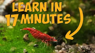 Learn How to Keep Cherry Shrimp in Just 17 Minutes 🦐