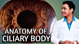 anatomy of ciliary body in eye ||anatomy of ciliary body ||production of aqueous humour in the eye