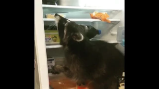 Воришка в холодильнике 🙈 Thief in the refrigerator