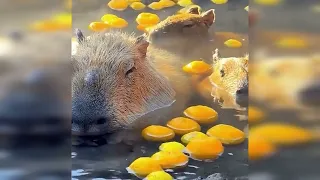 Aphex Twin  - Rhubarb Calm - Chilling Capybaras 2 hours