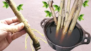 BEST TECHNIQUE TO ROOT ANY TWIG (Only 1 ingredient)