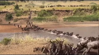 Migration of Wildebeests from Serengeti (Tanzania) to Masai Mara (Kenya)