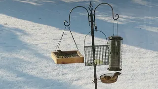 Sparrows, Chickadees and Doves  MVI 1983