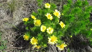 Цветы Двуречанского национального природного парка.