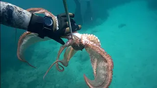 #keşfet  #ahtapot #deniz #hunter #kuşadası #octopus #octopushunting #sea #oktopus #タコ