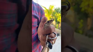 King Cobra 🐍 | snake video | #ytshorts #viral #shorts #snake #cobra