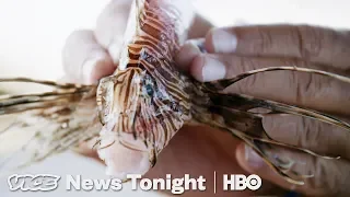 Lionfish Invasion & India's Amazon Launch: VICE News Tonight Full Episode (HBO)