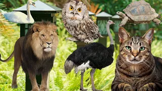 Sounds of farm animals and wild animals lion, elephant, cow, eagle, fox, sheep, cat -  Animal Sounds