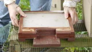 Warré bodem met varroa lade