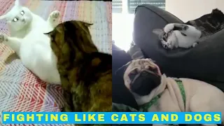 Fighting Like Cats and Dogs - Pets Being Jerks