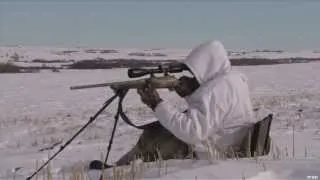 Hunting Winter Coyote in the Lowlands