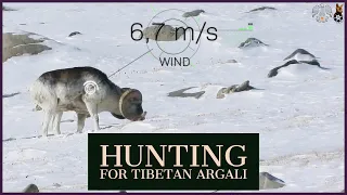 Hunting for Tibetan or Mattison Argali