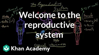 Welcome to the reproductive system | Reproductive system physiology | NCLEX-RN | Khan Academy