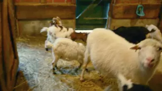 Kölner Zoo - Begeistert für Tiere