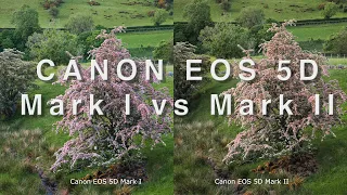 Canon EOS 5D Mark I vs Canon EOS 5D Mark II (Summer Tree Twilight Landscape Photography)