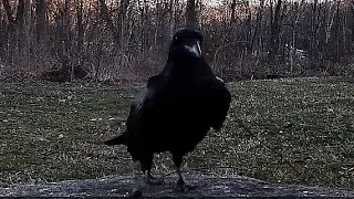 Meet Victor the Raven! {2024} HD