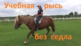 Учебная рысь без седла и снова про копчик.