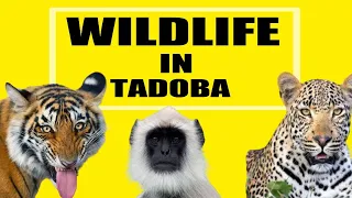 Tadoba Thriller 2020