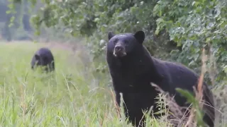 New name, same fun: National Black Bear Festival happens this Saturday