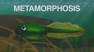 "Metamorphosis (Tadpole Into a Frog)" song about frog life cycle (old version)
