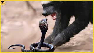 Snakes that messed with the wrong mongoose…