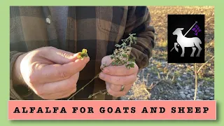 Alfalfa Feed for Goats and Sheep