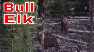 Bull Elk @ Dixie National Forest Utah June 2021