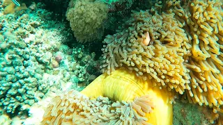 Рыбы-клоуны и актинии! Clown fish and anemones!