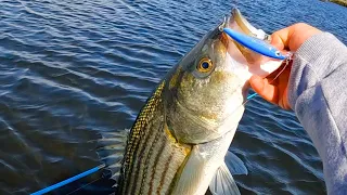 A Great Lure For Early Spring Striped Bass