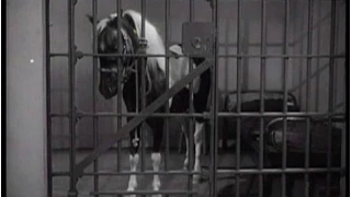 Lassie - "Wishing" - Episode #145 - Season 5, Ep. 2 - 9/14/1958