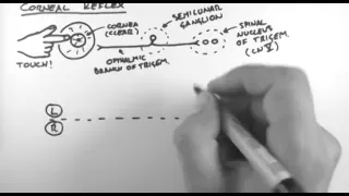 Reflexes 3 - Corneal Reflex