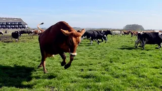 100 COWS OUT FOR THE FIRST TIME IN 6 MONTHS! THEY ARE SO HAPPY!