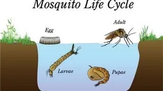 Mosquito Life Cycle Video for Kids -Science for Kids by makemegenius.com