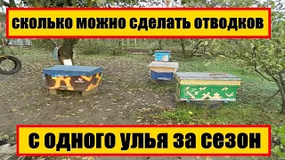 сколько можно сделать отводков с одного улья за сезон #Пчеловодство #Пасека #Отводки_пчел