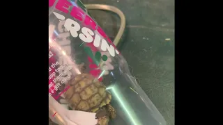 How to save a baby tortoise that has drowned