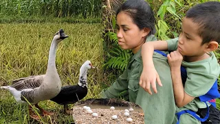 A single mother and her 5-year-old child collect geese eggs in the fields to sell